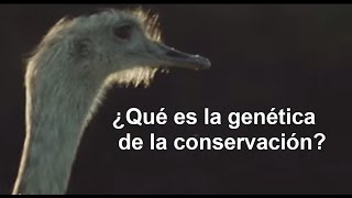 ¿Qué es la genética de la conservación [upl. by Conners298]