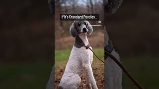 Send this to your Standard Poodle Tribe abovestandardpoodles standardpoodle [upl. by Genevra]