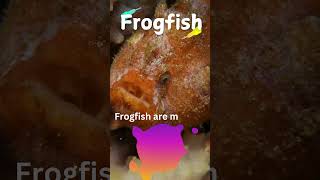 Meet the WEIRD Frogfish Creature kids naturecuriosities fish [upl. by Karisa]