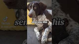 sent you this German Shorthaired Pointer GSP puppy 👈🥺🐶new shorts ytshorts viral viralshorts [upl. by Bloem927]