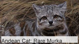 The Andean cat is a surprisingly rare Murka [upl. by Nadine69]