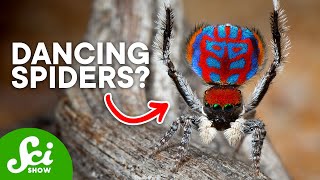 9 New Spider Species We Just Discovered [upl. by Rehptsirhc586]