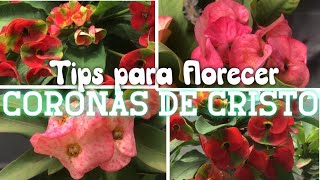 Como HACER FLORECER MUCHO una CORONA DE CRISTO [upl. by Tonya]