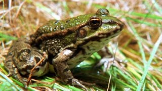 Facts About Frogs amp Toads 🐸  Secret Nature  Amphibian Documentary  Natural History Channel [upl. by Tiffy]