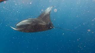 Manta Ray snorkelling Fushifaru Maldives October 2021 [upl. by Ennayelsel761]