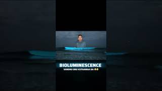 BLUE LUMINOUS 🌊 SEA CHENNAI  Tamil Comedy  Latest Viral Trending Bioluminescence  Troll [upl. by Carver]