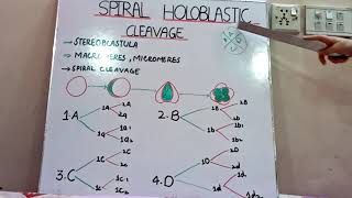 spiral holoblastic cleavage [upl. by Hgielrak]