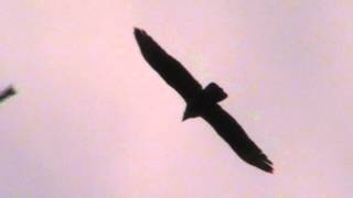 European Honey Buzzard flight call [upl. by Sirred]