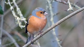 Common Chaffinch Singing  Bird Sounds and Calls [upl. by Anelat]