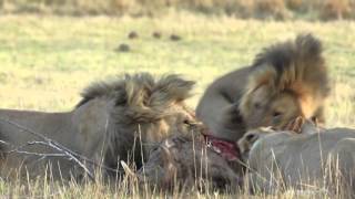 Warthog killed by lions in Pilanesberg Game Reserve [upl. by Aknayirp747]