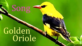 Golden OrioleBird song and callOriolus oriolus [upl. by Hammad]