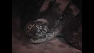 STF Saving Sea Turtles [upl. by Saunder40]