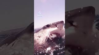 Great White Shark Breaches The Surface With Jaws Open [upl. by Esalb]