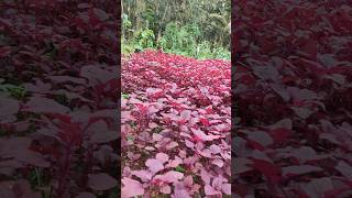 ஊடுபயிர் வாழை கீரை பயறு விவசாயம்Intercropping banana spinach lentil farming agriculture farming [upl. by Tremml]