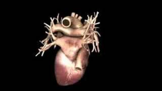 3D Simulation of a Human Heart  Virtual Heroes [upl. by Iana753]