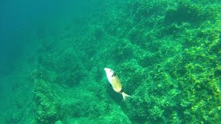 Angeln am Mittelmeer  Fische fangen in KroatienLivebisse FullHD [upl. by Alyks]