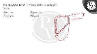 The aleurone layer in maize grain is specially rich in [upl. by Nevet654]