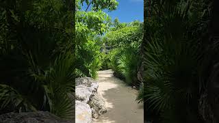 XCARET Arte 🌴 🌊 🌴 travel like playasdemexico hermosomomento [upl. by Diamante4]