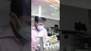 Urine culture and sensitivity test shortvideo [upl. by Enimzaj]