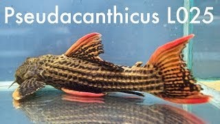 Pseudacanthicus sp L025 [upl. by Assiralc]