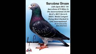 Racing Pigeons Jim Emerton Long Distance marathon strain [upl. by Renaud]