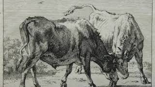 The Zillman Art Museum presents Etchings by Paulus Potter [upl. by Boggs]