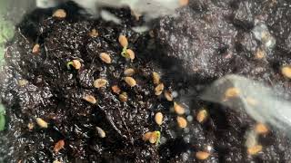 Sarracenia Seed Cold Stratification Success [upl. by Norrahc]