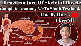 Ultra Structure Of Skeletal MuscleBasic Components Of MuscleLecture 01Urdu ampHindi [upl. by Brenn562]