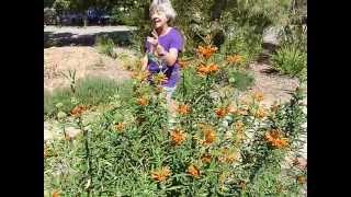 Lions tail  Leonotis leonurus [upl. by Lori]