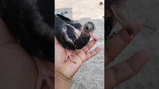 new baby kabutar videos 🕊️👑🕊️new kabutar bird pigeon viralvideo shorts youtubeshorts cute [upl. by Attekal]