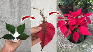 How to propagate discolored leaves Euphorbia pulcherrima [upl. by Radmilla]