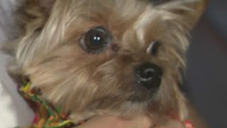 Hialeah dog owners relieved to have beloved pet back [upl. by Maxfield]