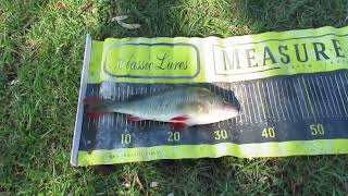 Redfin Fishing at Lake Finley [upl. by Anitsrik]