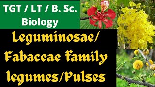 Fabaceae  Leguminosae  pulses family  TGT  LT biology [upl. by Huey848]