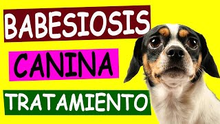 BABESIOSIS CANINA Causas y Tratamiento [upl. by Evelin]