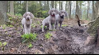 Die Weimaraner Welpen  Woche 8 im Wald mit Papa Wilson [upl. by Anahcar552]