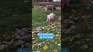 😳😳 That Was Rude And Right In Front Of My Dogs🤭 shihtzu bichon pitbull lapdogs neighbors [upl. by Currier]