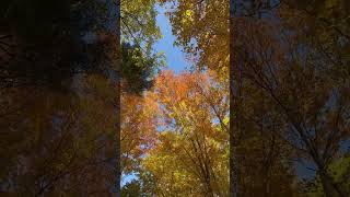 Beautiful fall sky and the deciduous trees  E102024 [upl. by Lexi]