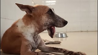 A mandiblefractured street dog was saved and its owner was later reunited with it dog animals [upl. by Winfred]