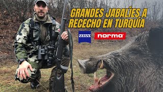 🐗 🐗 Cazando Grandes Jabalíes en Turquía  Excopesa 🐗 🐗 [upl. by Ken204]