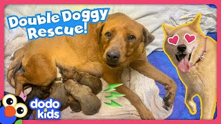 Can Rescue Heroes Save All These Stray Dogs  Rescued  Dodo Kids [upl. by Enyamart]