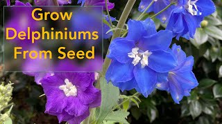 How to Grow Delphinium Flowers From Seed  From Planting Seed to Flowering Delphinium Plant [upl. by Idnarb]