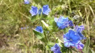 Echium vulgare Erba viperina [upl. by Adnof658]