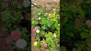 Rose flower plants for our garden ll roseplants garden viralvideo shorts [upl. by Rastus]