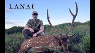 37  Axis deer hunt  Lanai Hawaii [upl. by Driscoll]