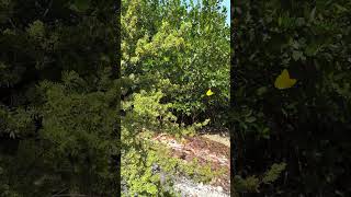 Phoebis agarithe Butterfly 🦋 Flying around a Suriana maritima Bay Cedar exoticplants seaplants [upl. by Wyatt930]