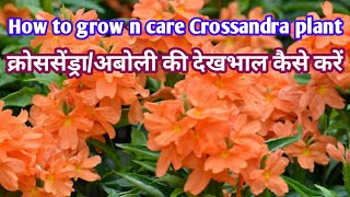 Crossandra plant Carekanakambram plantaboli plant care n propagationkavya [upl. by Assillam99]