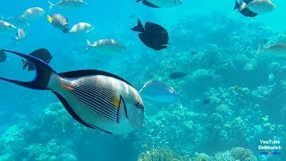 Schnorcheln Makadi Bay Red Sea Rotes Meer Makadi Palace Hotel Qesm Hurghada Egypt [upl. by Anomar]