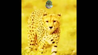 Deer chase by the leopard wildlife viralvideo shortsfeed [upl. by Coniah]