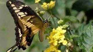 King Swallowtail or Thoas Swallowtail Papilio  Heraclides thoas Slow Motion Ƹ̵̡Ӝ̵̨̄Ʒ [upl. by Idden]